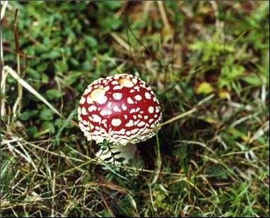 ACIDO IBOTENICO, MUSCIMOLO ACIDO IBOTENICO, MUSCIMOLO