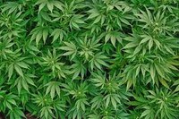 cannabis.jpeg