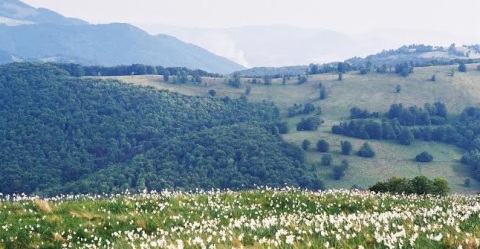 fiori.jpg