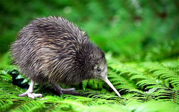 kiwi1.jpg