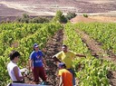 CRONACHE DA UN CAMPO DELLA LEGALITÀ A CORLEONE CRONACHE DA UN CAMPO DELLA LEGALITÀ A CORLEONE
