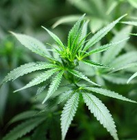 cannabis