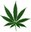cannabis_foto