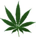 cannabis.JPG