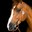 Silvia Stopazzini: intervista alla campionessa di volteggio equestre