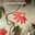 Il botanico inglese, Nicole C. Vosseler