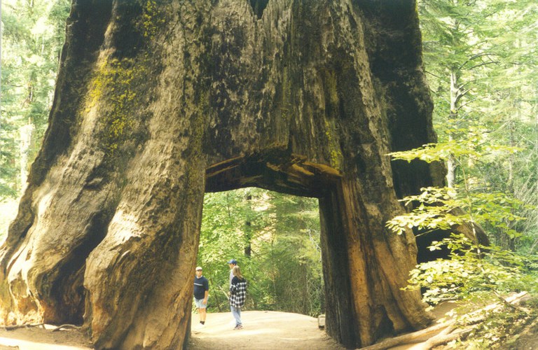 20_Sequoia_cava.jpg
