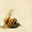 copertina_lastoriadelleapi.png