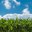  Tirocini in italia e all'estero con la Fao.