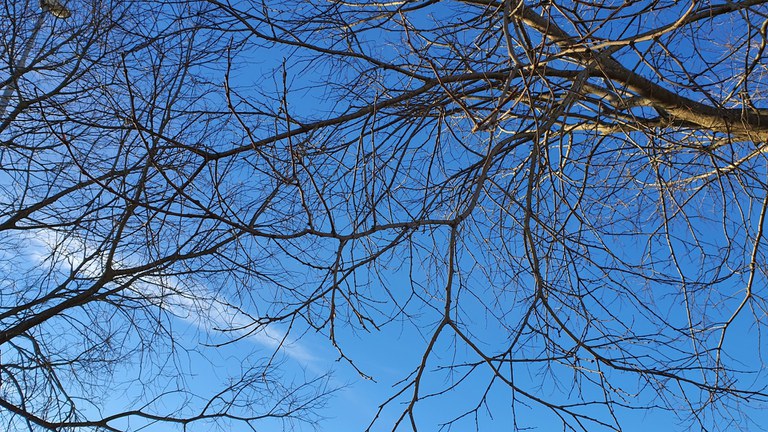 giornata della memoria.jpeg