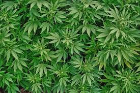 Cannabis. Danneggia gravemente la memoria Cannabis. Danneggia gravemente la memoria