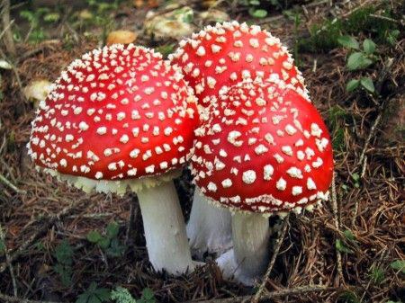 Funghi allucinogeni, la psiche si mette in viaggio Funghi allucinogeni, la psiche si mette in viaggio